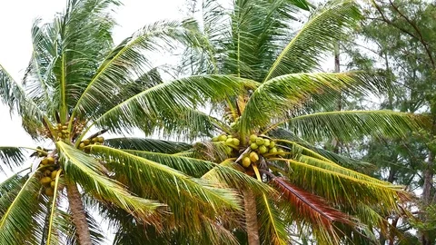 A view from under the coconut trees. The coconut on coconut palms are grown o Stock Footage 81343088