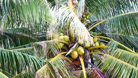 A view from under the coconut trees. The coconut on coconut palms are grown o Stock Footage 81343101