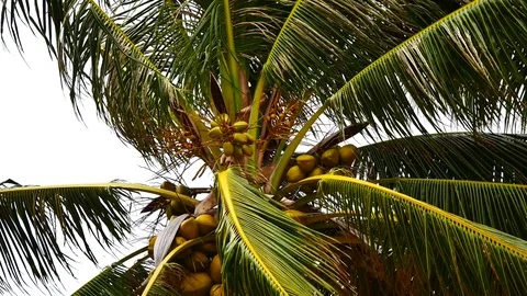 A view from under the coconut trees. The coconut on coconut palms are grown o Stock Footage 81343115