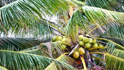 A view from under the coconut trees. The coconut on coconut palms are grown o Stock Footage 81343133
