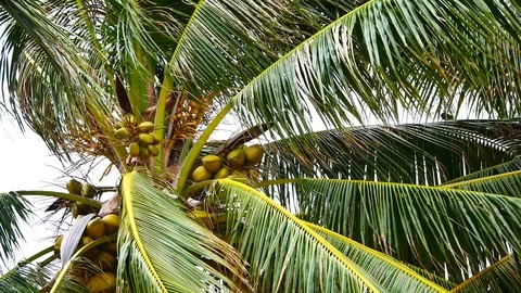 A view from under the coconut trees. The coconut on coconut palms are grown o Stock Footage 81343154