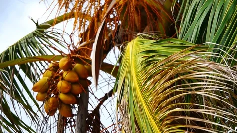 View from under the coconut trees. The coconut or coconut palms are grown on  Stock Footage 81343180