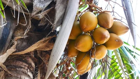 View from under the coconut trees. The coconut or coconut palms are grown on  Stock Footage 81343206