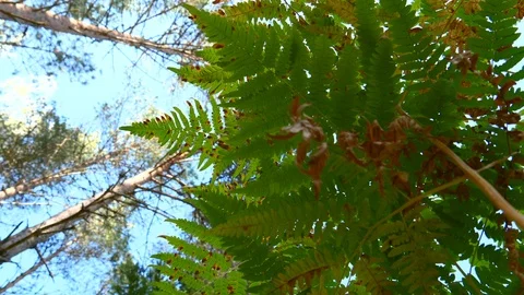 View under the green leaves of the tree in the garden Stock Footage 122127337