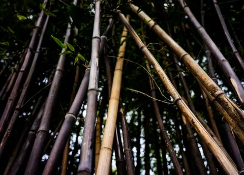 View under the group of bamboo trees Foto stock