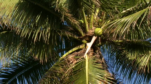 View under the leafs of a coconut palm tree Video stock 606179