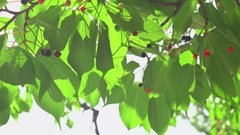 View under the leaves of cherry blossom sakura tree bearing fruits on a sunn Stock Footage 310388964