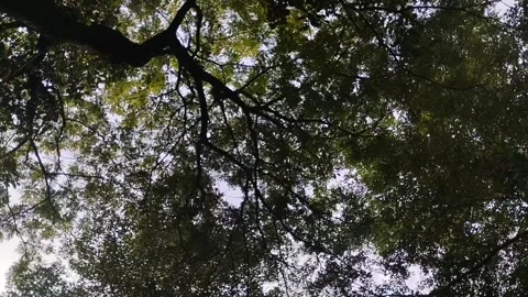View from under the lush trees with leaves in the morning Video stock 306207051