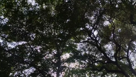 View from under the lush trees with leaves in the morning Видео 306207090
