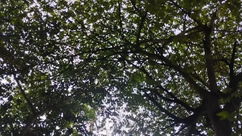 View from under the lush trees with leaves in the morning Видео 306207213
