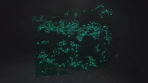 View under microscope of lower epiderm of horsebean leaf with 40 times Stock Footage 204804890