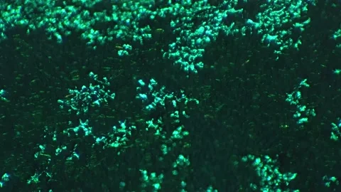 View under microscope of lower epiderm of horsebean leaf with 100 time Stock Footage 209281213