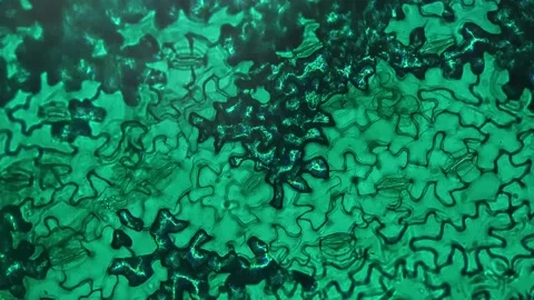 View under microscope of lower epiderm of horsebean leaf with 200 time Stock Footage 210025275