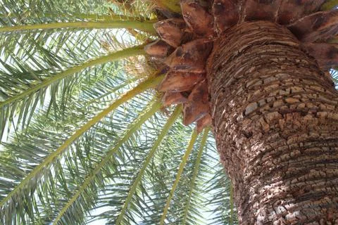 View under palm tree. A large tree trunk. 库存照片