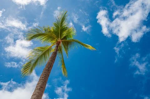 View from under a palm tree looking at a beautiful blue sky with clouds, Aruba Stock Photos