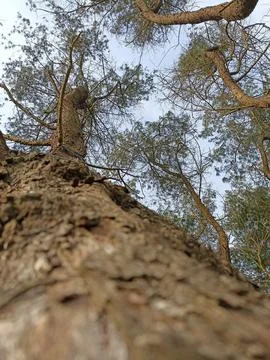 View from under a pine tree with green leaves Stock Photos