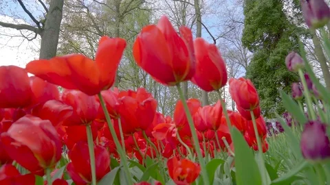 The view under the red tulip flowers in the garden Stock Footage 79806198
