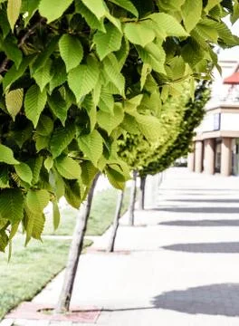 A view under a row of leafy trees beside a concrete building in spring Stock Photos