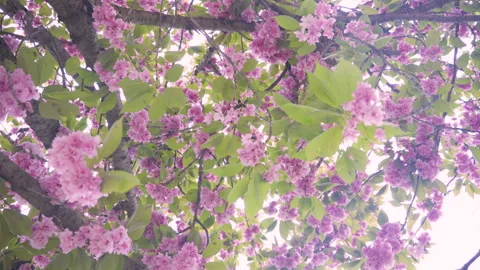View from under the sakura tree Stock Footage 241348436