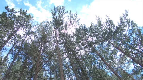 View from under some trees on a beautiful sunny day in Andorra Stock Footage 221513239