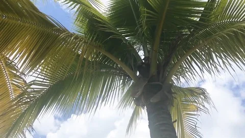 View from under tall palm trees tree movement in breeze Stock Footage 97179467