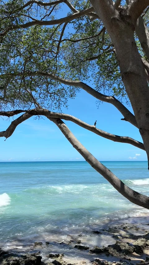 View under the tree of the blue ocean horizon beyond Stock Footage 335894938