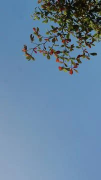 View from under the tree with blue sky background, copy space Stock Photos
