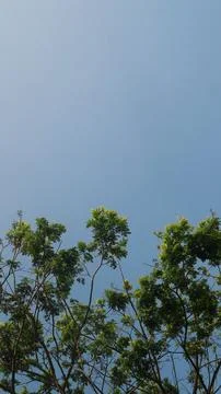 View from under the tree with blue sky background, copy space Stock Photos