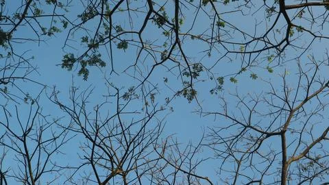 View from under the tree with blue sky background, copy space Stock Photos