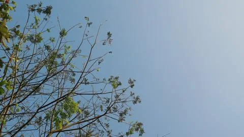 View from under the tree with blue sky background, copy space Foto stock