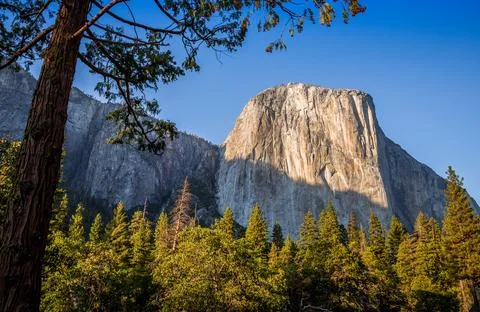 View Under the Tree on El Capitan in Fall, Yosemite National Park, California Stock Photos