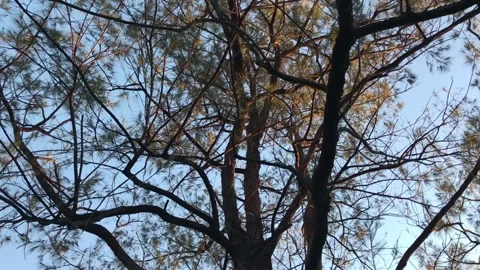 View from under the tree Stock Footage 223990289