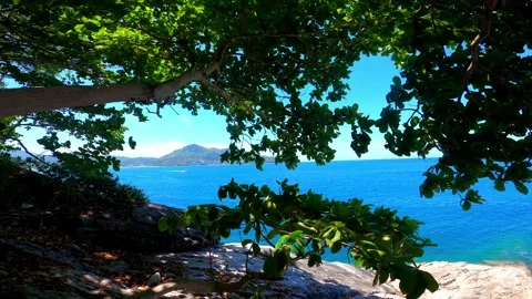 View from under a tree growing on the shore of a boat floating in the sea. Stock Footage 243279976