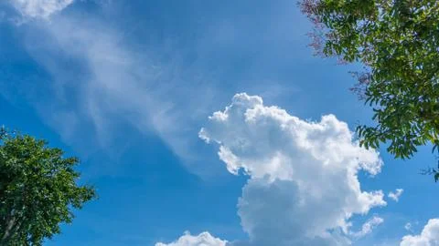 A view under the tree Stockfoto's