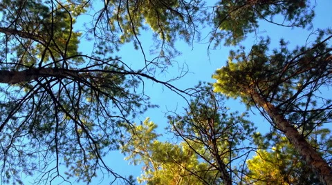 View Under The Trees  Stock Footage 62877021