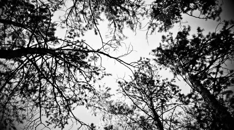 View Under The Trees  Stock Footage 62877036