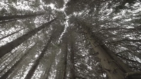 View from under the trees 스톡 동영상 146457039