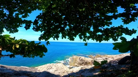 The view from under the trees that the wind shakes on a rocky sea beach. Stock Footage 243279893