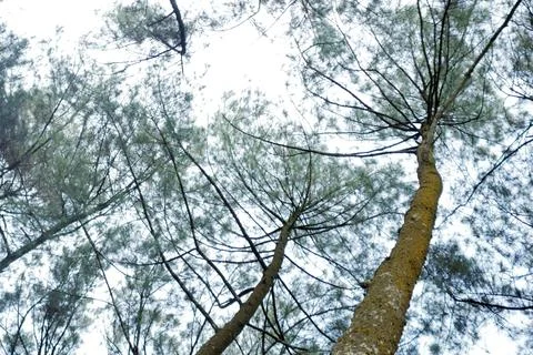 View from under tropical trees Stock Photos