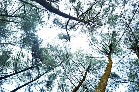 View from under tropical trees Stock Photos