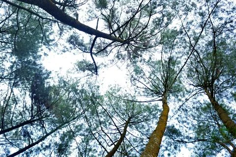 View from under tropical trees Stock Photos