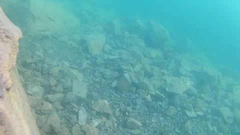 View under water on a fish in a clear lake Video stock 92981392