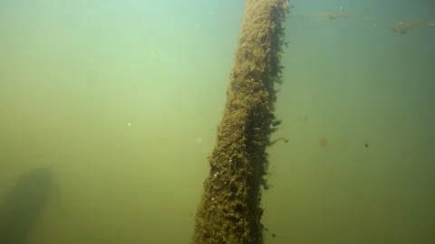 underwater river camera