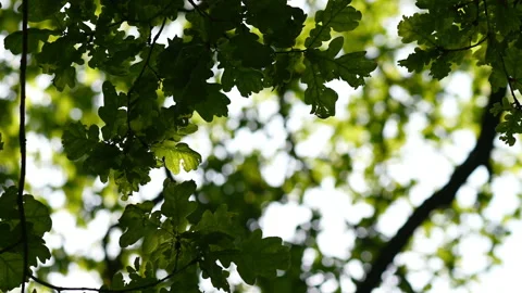 View from under wide tree. Look up and whirl Video stock 155532733