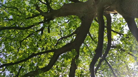 View from under wide tree. Look up and whirl Stock Footage 155553997