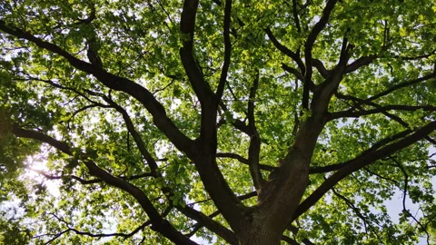 View from under wide tree. Look up and whirl Stock Footage 155554275