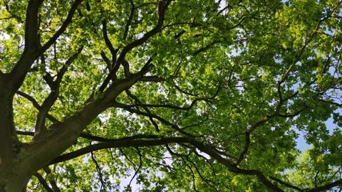 View from under wide tree. Look up and whirl Stock Footage 155554424