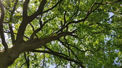 View from under wide tree. Look up and whirl Stock Footage 155554506