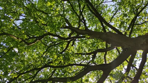 View from under wide tree. Look up and whirl Stock Footage 155555004