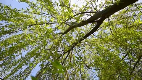 View under a willow tree on a sunny day Vídeo Stock 202151873